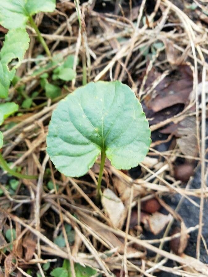Viola palustre 16