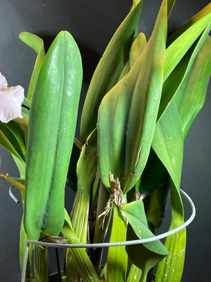 Cattleya 9