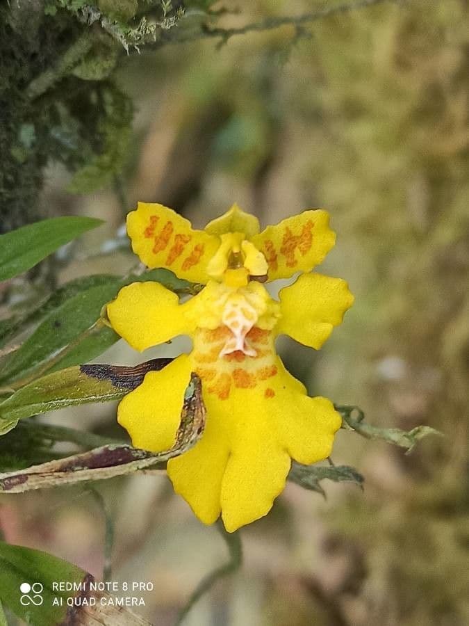 Orchidea cresta di gallo
