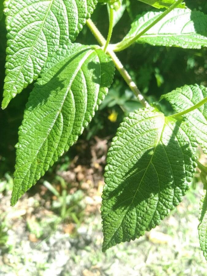 Lantana canescens 19