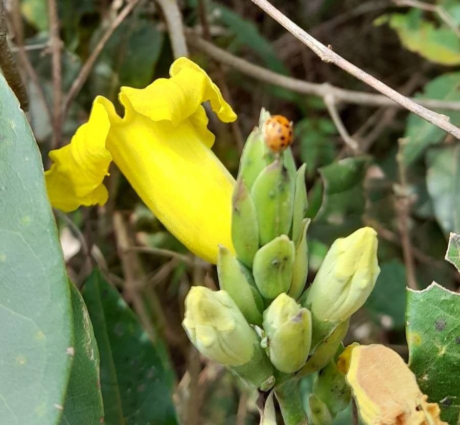 Adenocalymma 3
