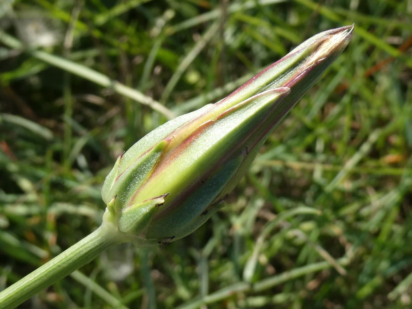 Säbel-Kratzdistel 6