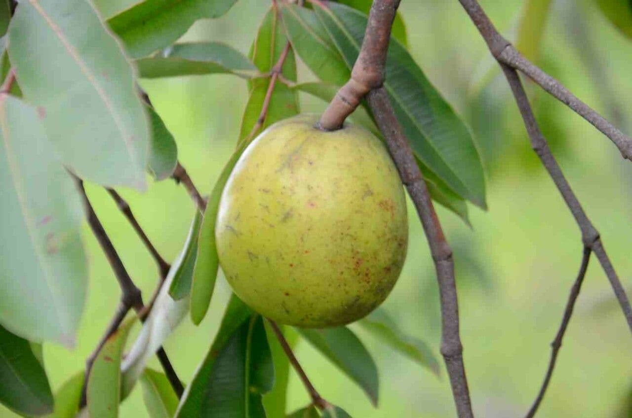 Hancornia 5