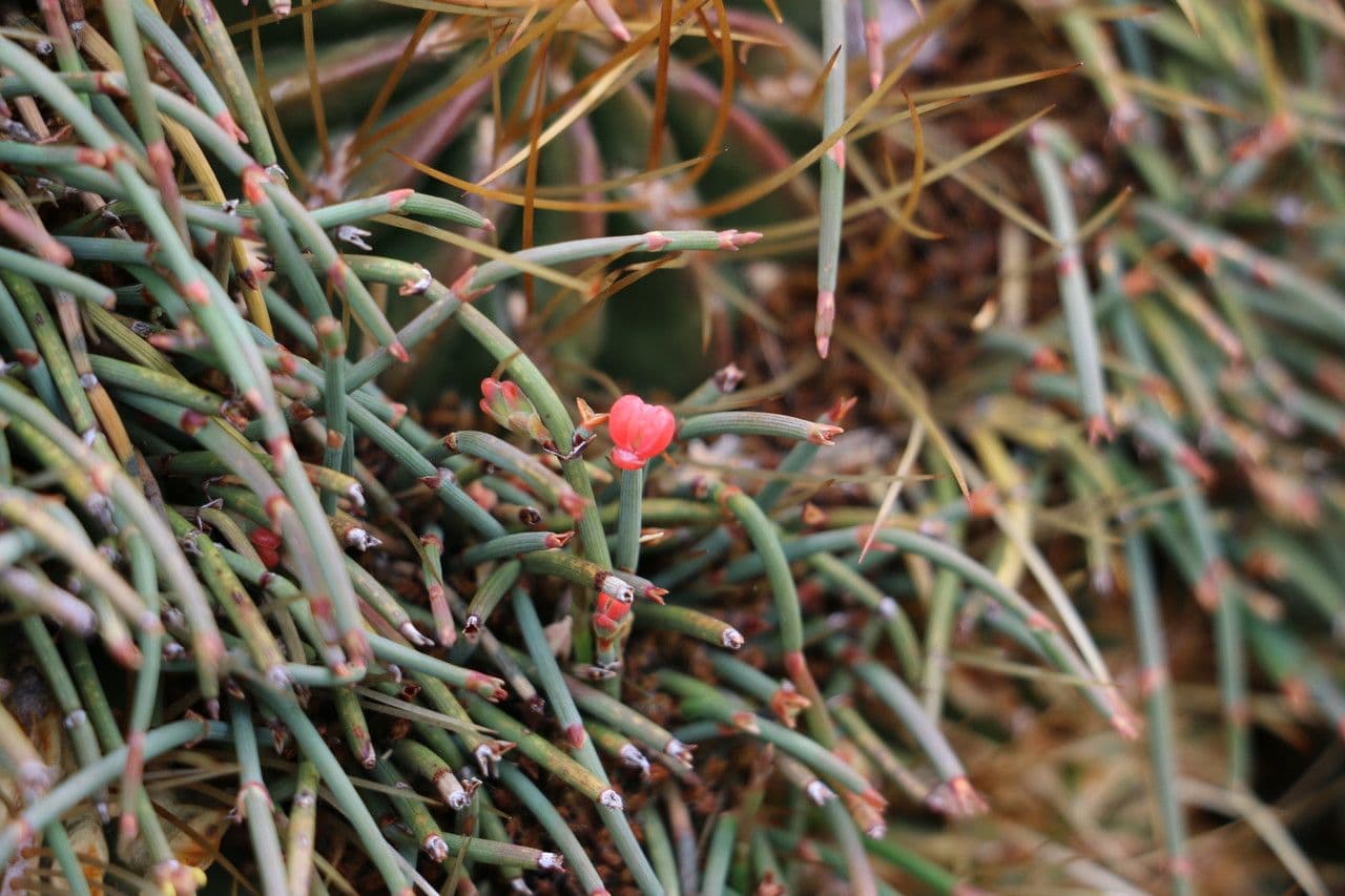 Efedra 7