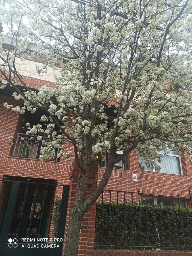 Pero di Callery 24