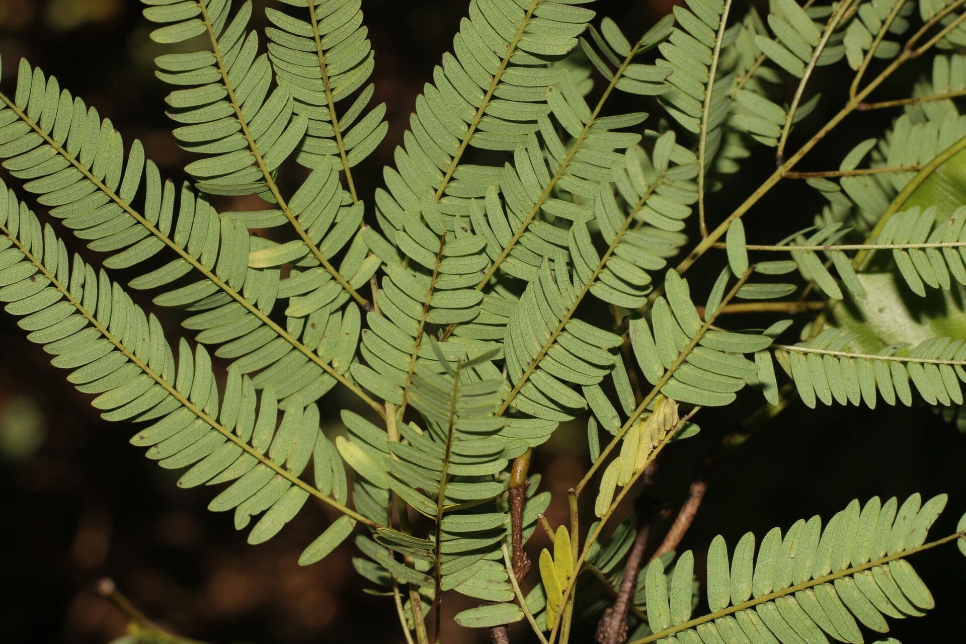 Lysiloma divaricatum 6