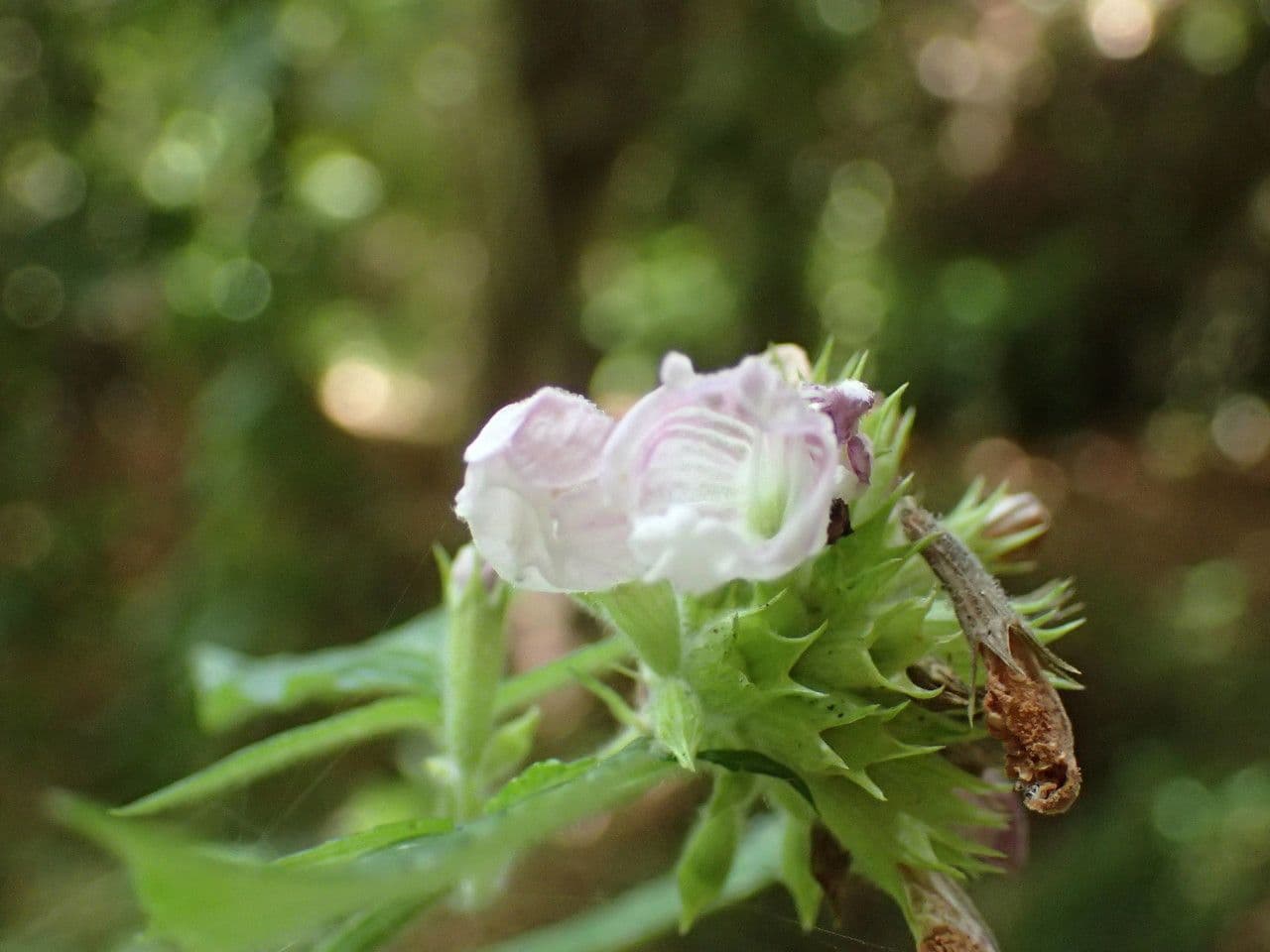 Cedronella canaria 5