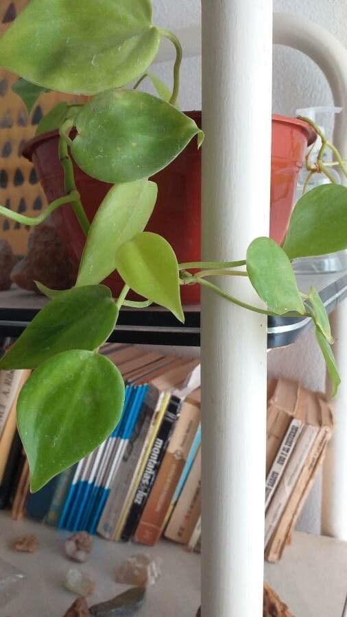 Philodendron cordiforme 6