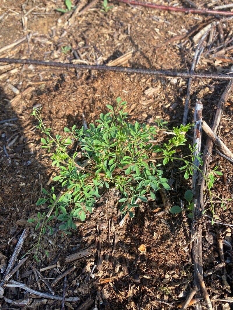 Corydalis claviculata 18