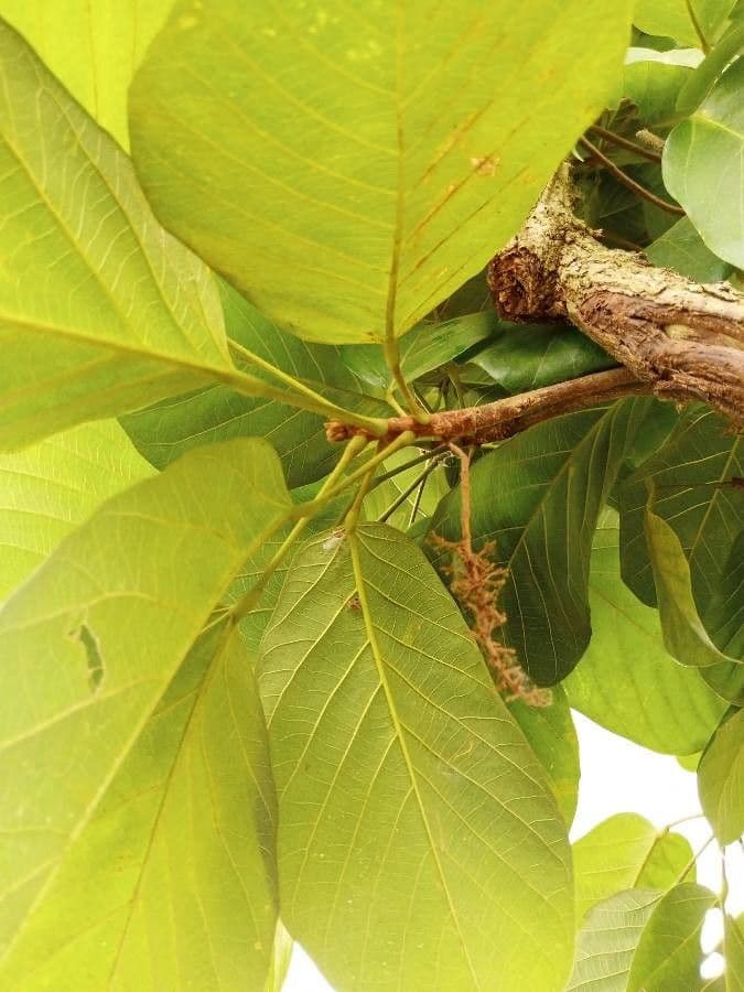 Sterculia 2