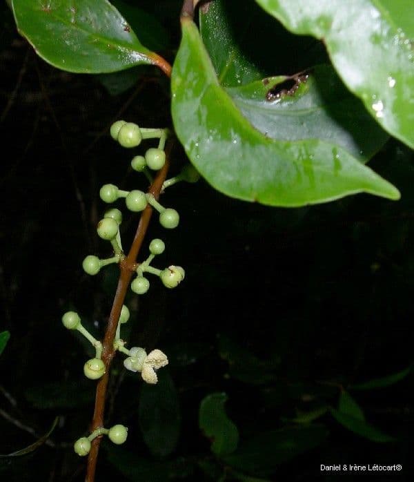 Garcinia 9