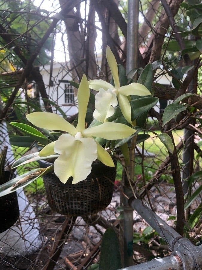 Rhyncholaelia glauca