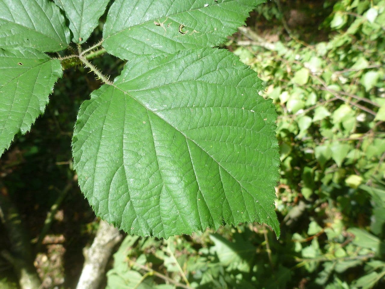 Rovo 9