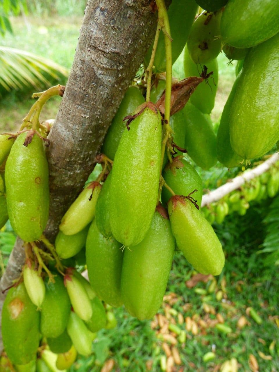 Bilimbi 2