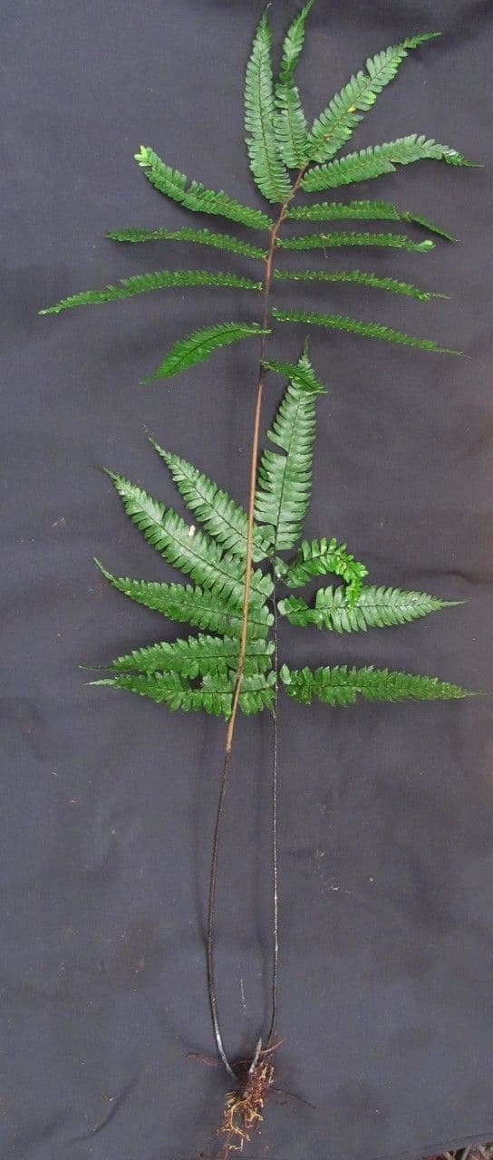 Adiantum 10