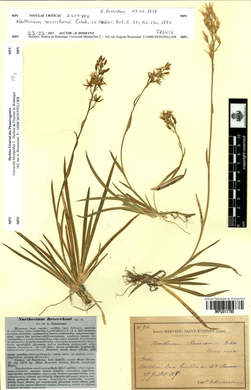 Narthecium 14