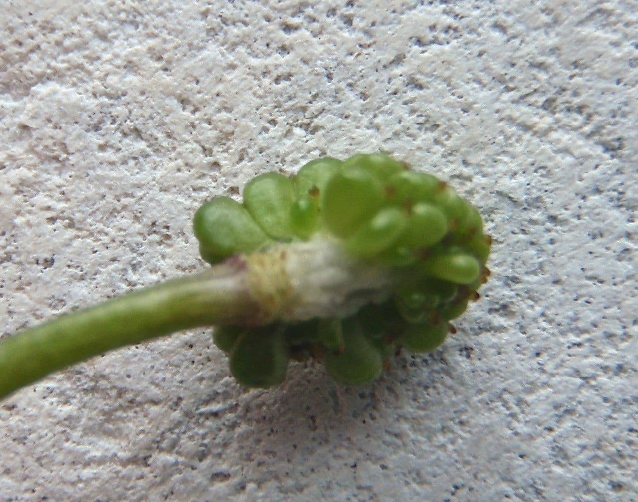 Ranunculus fluitans 4