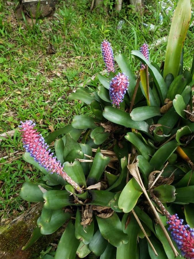 Aechmea 12