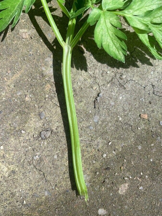 Cerfoglio selvatico 27