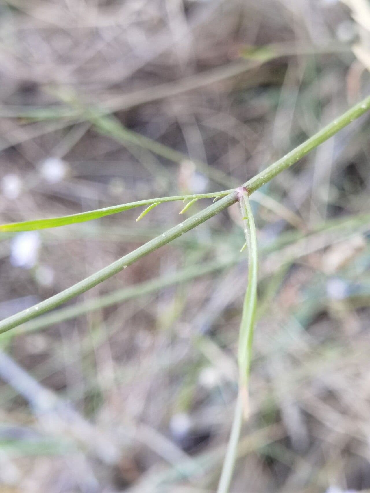 Cephalaria transilvana 17