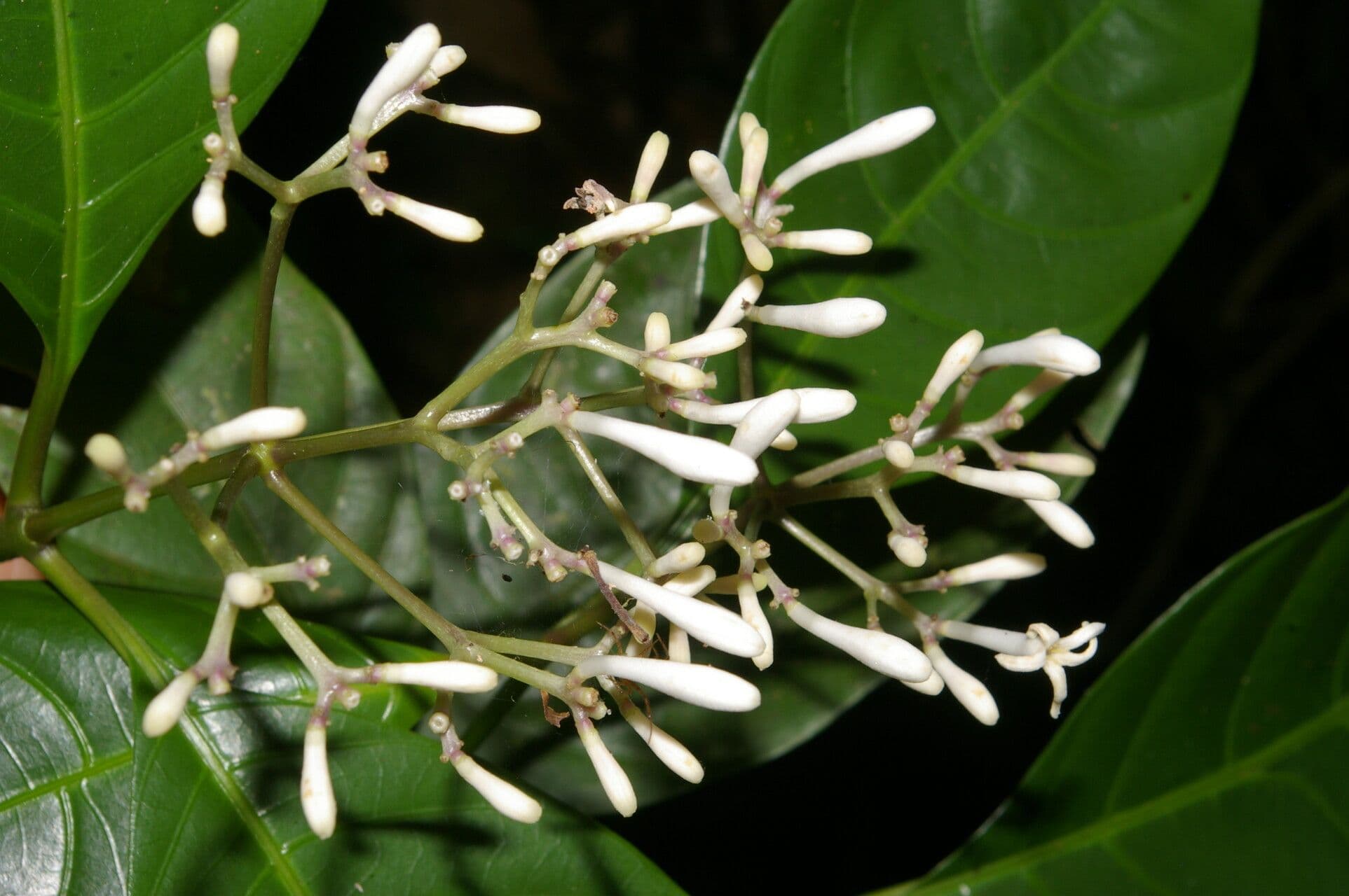 Palicourea 8