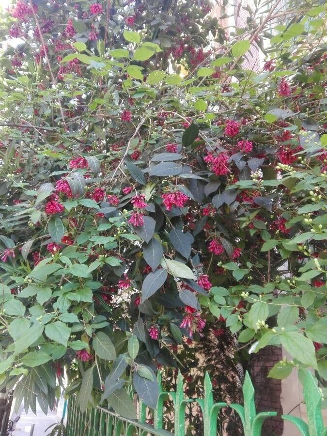 Cestrum elegante 16