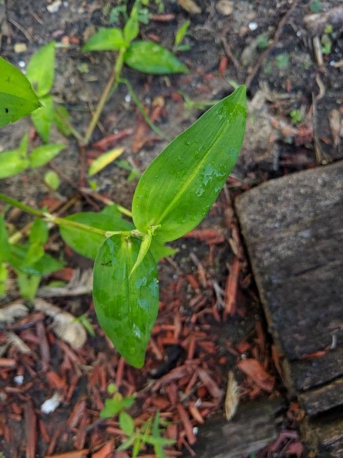 Commelina comune 19
