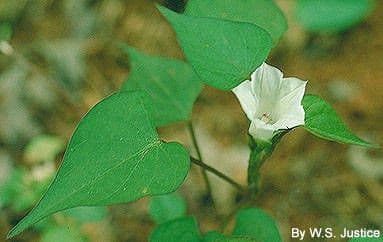 Ipomoea lacunosa 12