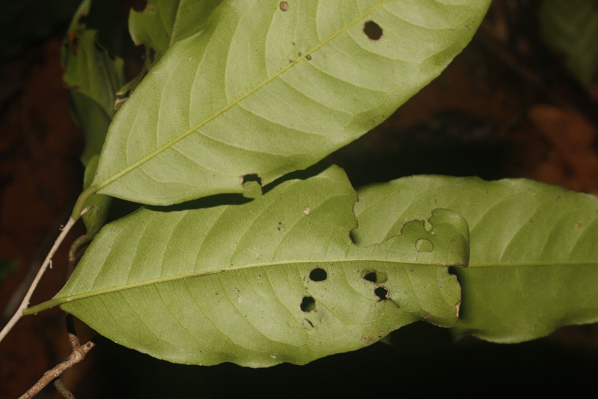 Eschweilera biflora 3