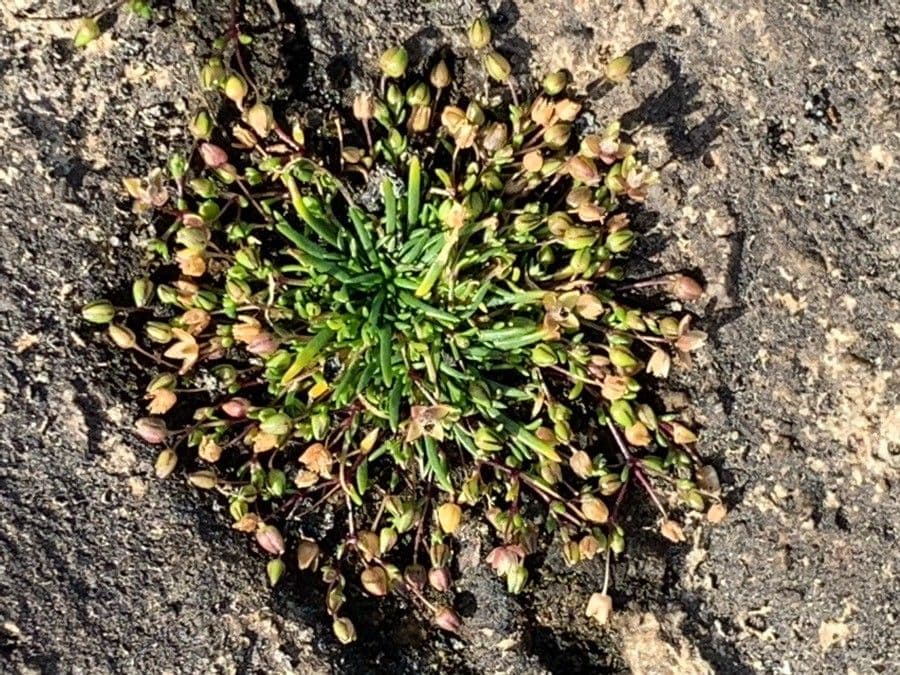 Sagina marittima 4