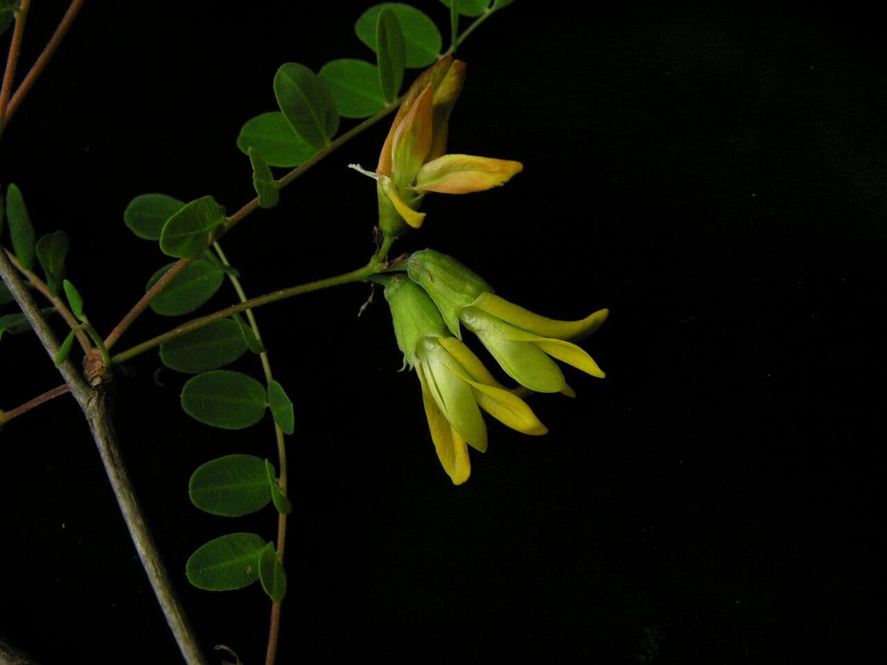 Karyagana 2