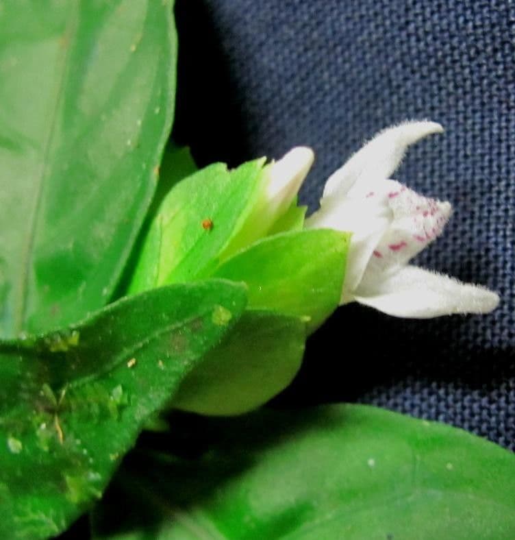 Herpetacanthus 8
