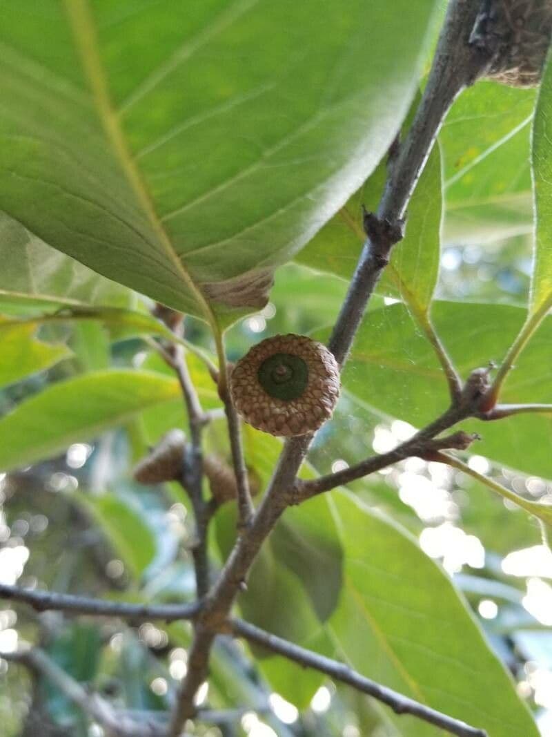 Roble teja