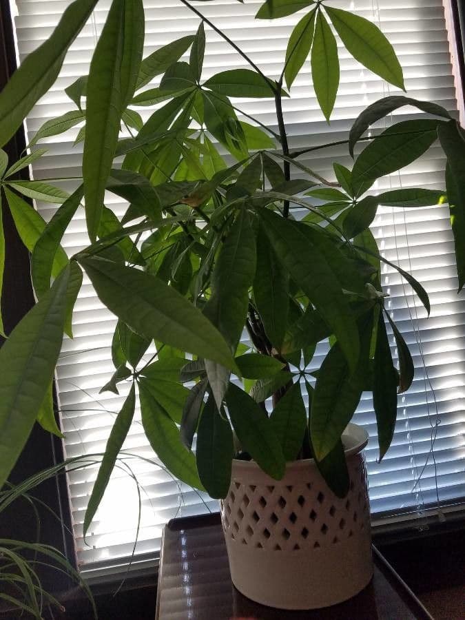 Pachira glabra 28