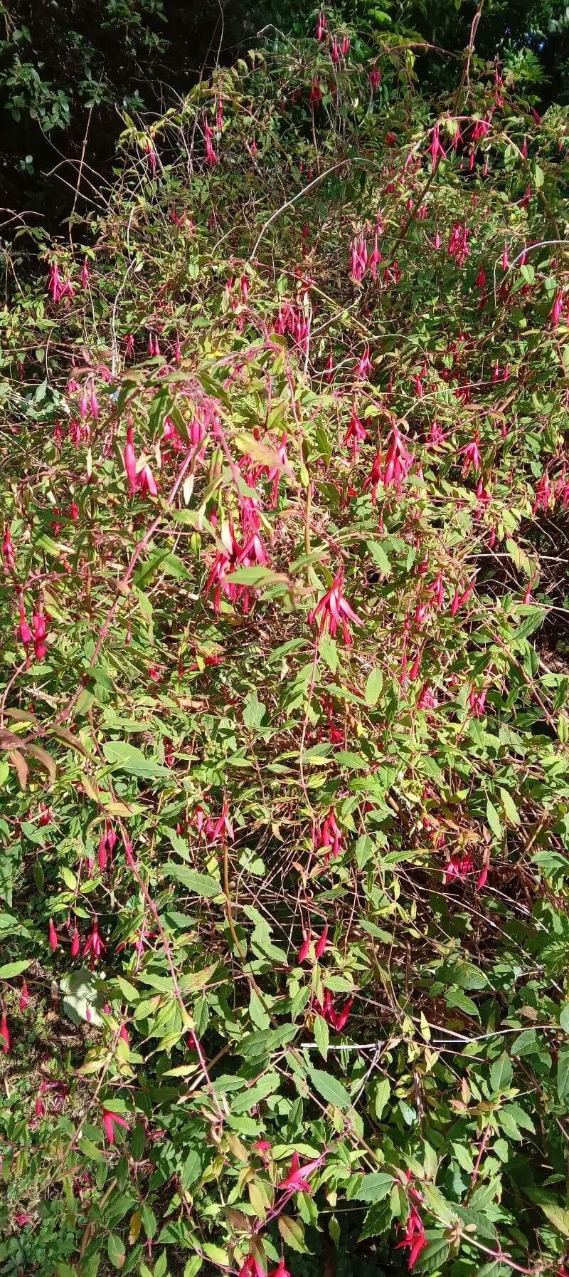 Fuchsien 11