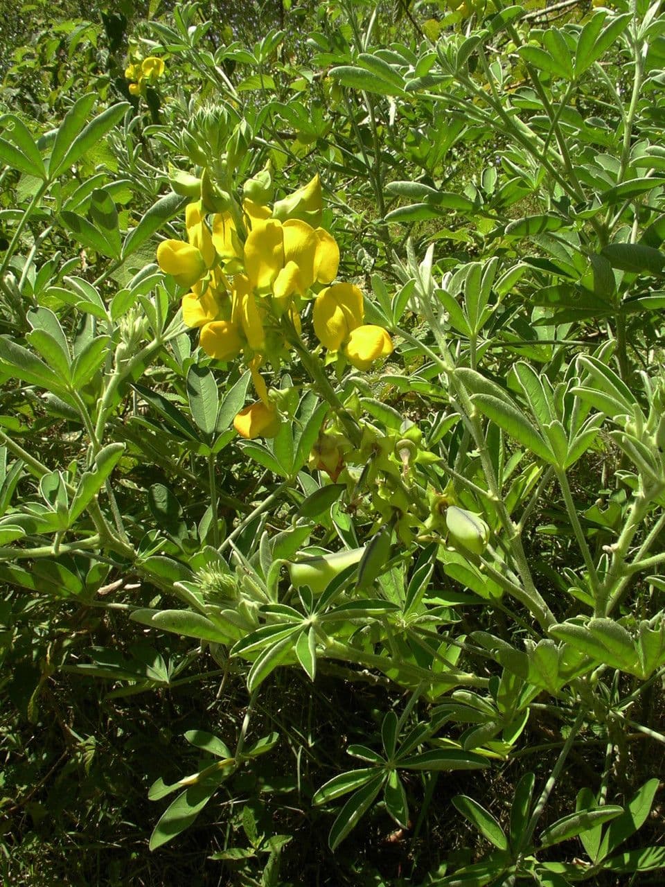 Hrozenec 4