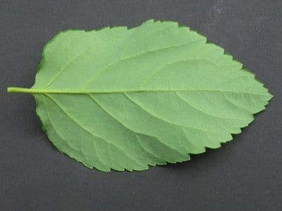 Spiraea media 11