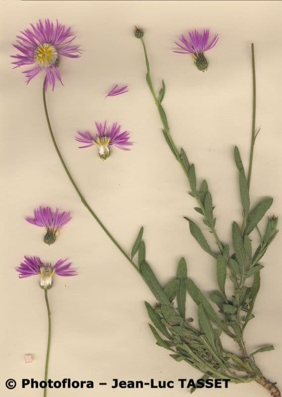 Volutaria spinosa 7