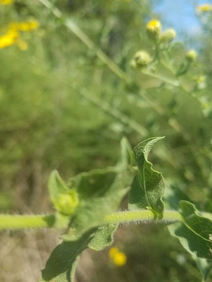 Heterotheca subaxillaris 19