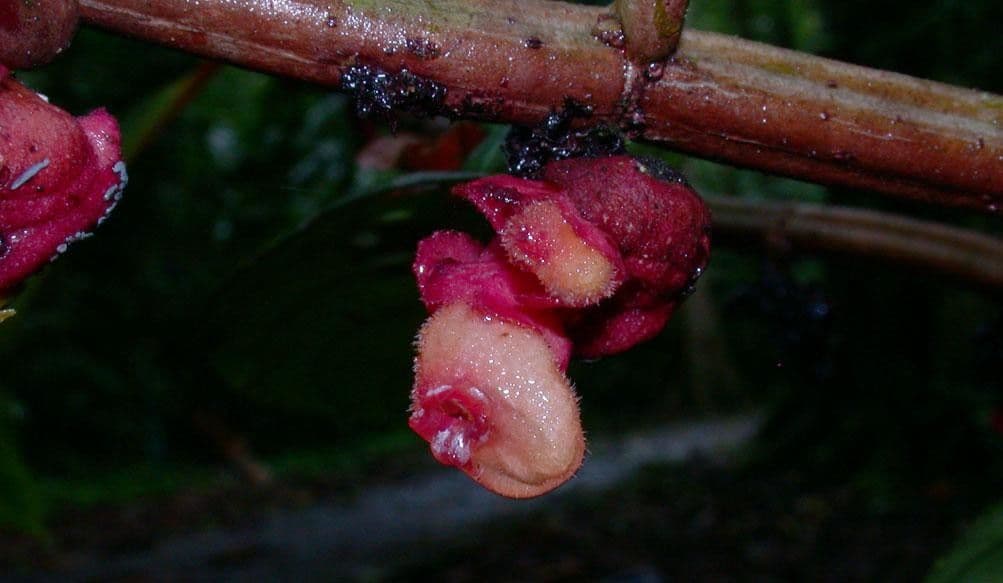 Drymonia coriacea 2