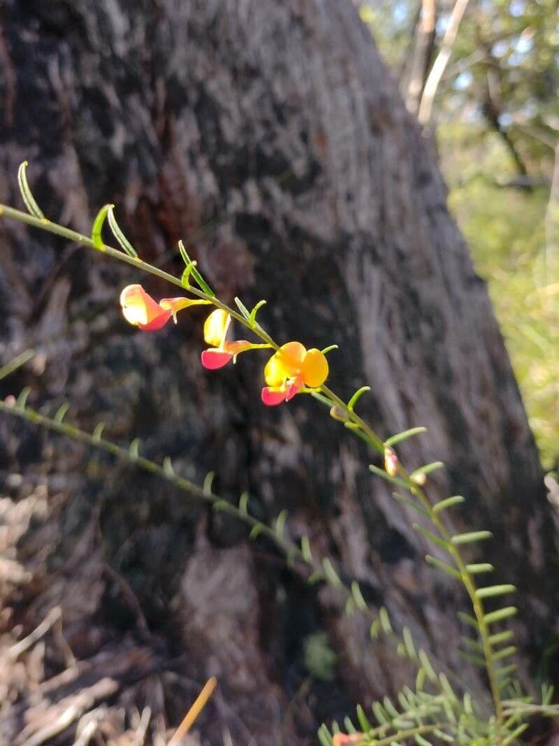 Bossiaea 7