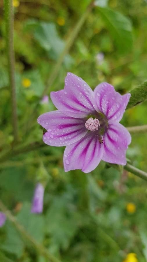 Malva multiflora 23