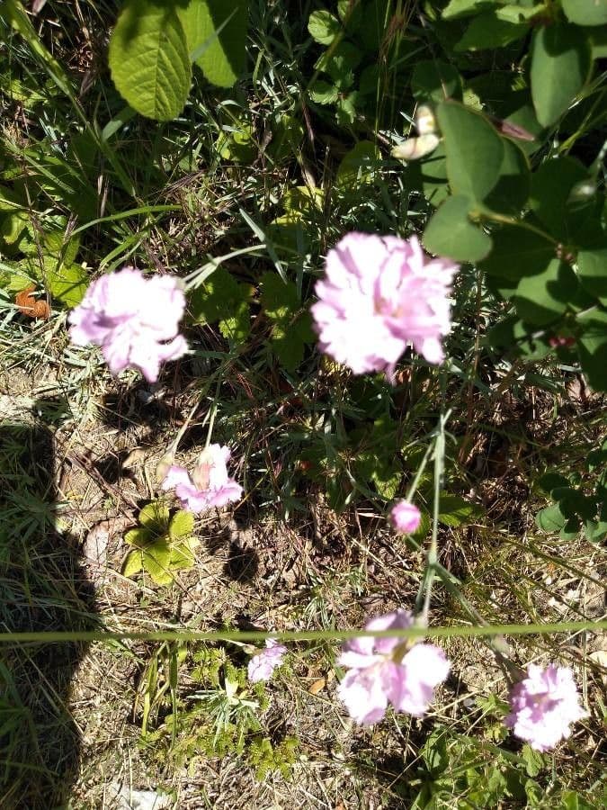 Armeria 3