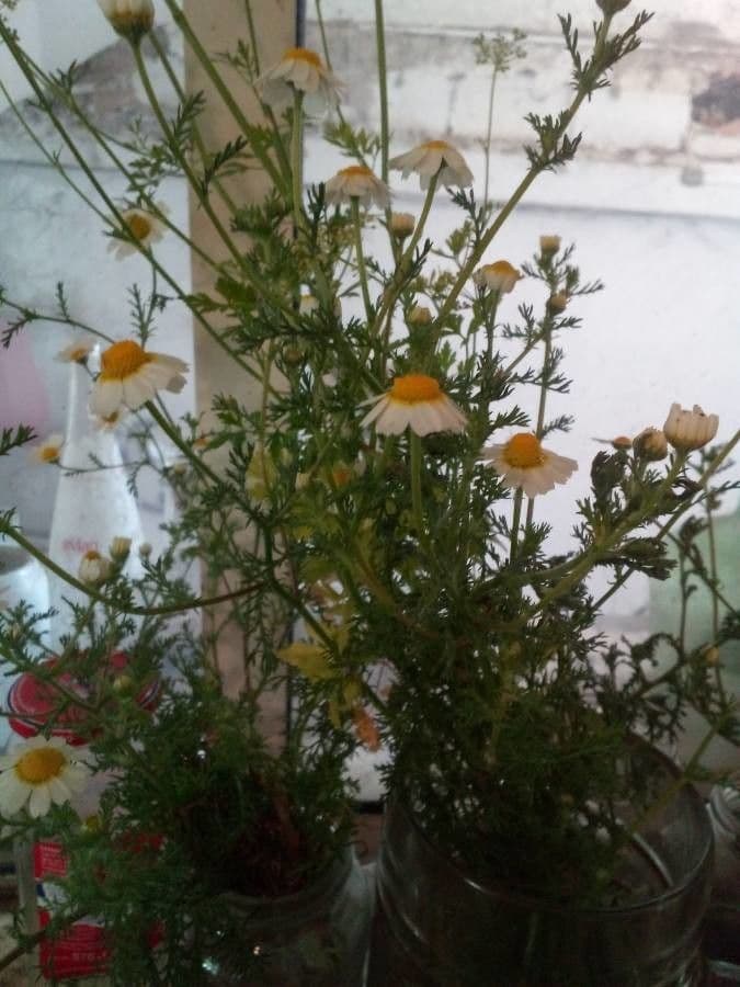 Camomilla romana 37