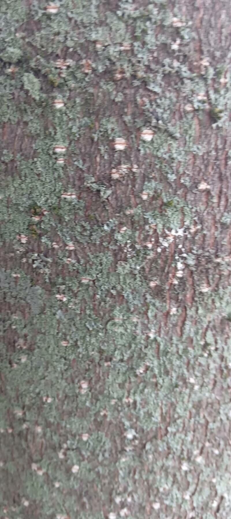 Magnolia grandiflora 23