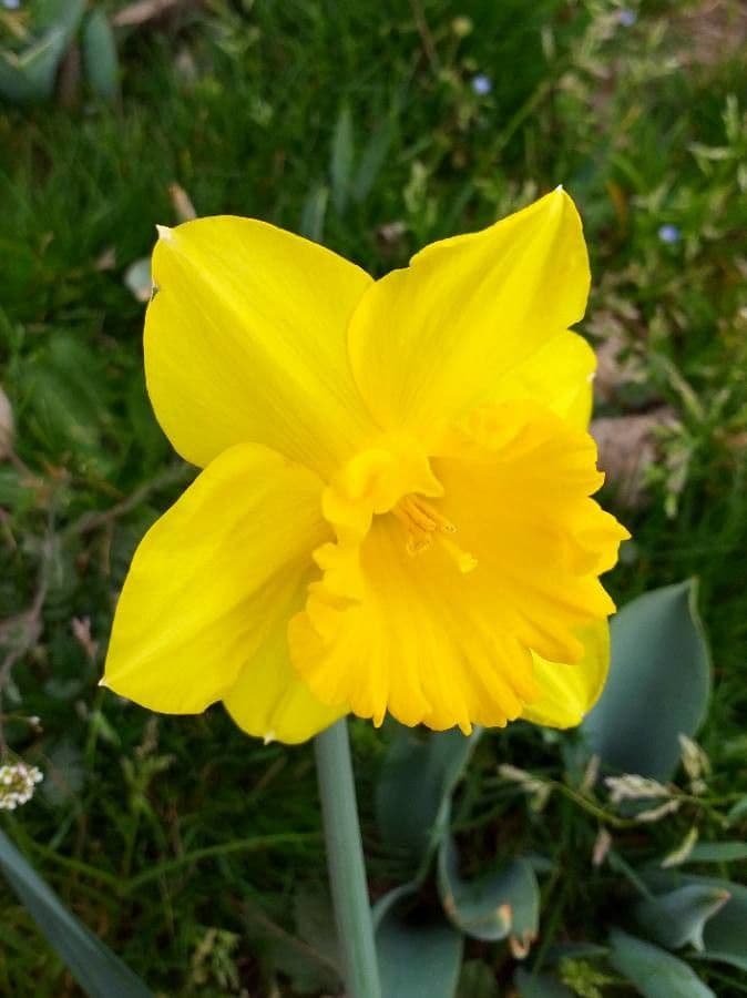 Narciso trombetta 7