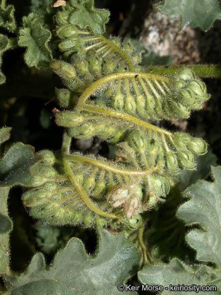 Facelia pedicellata 13
