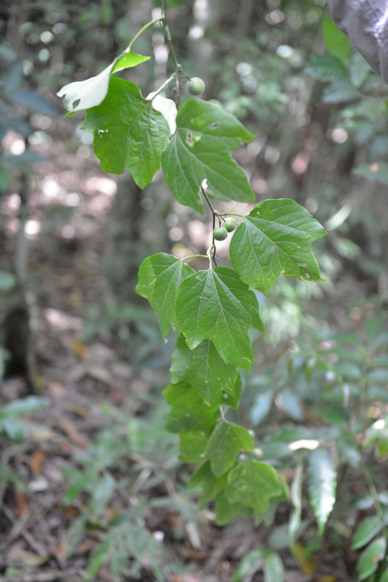 Passiflora 8