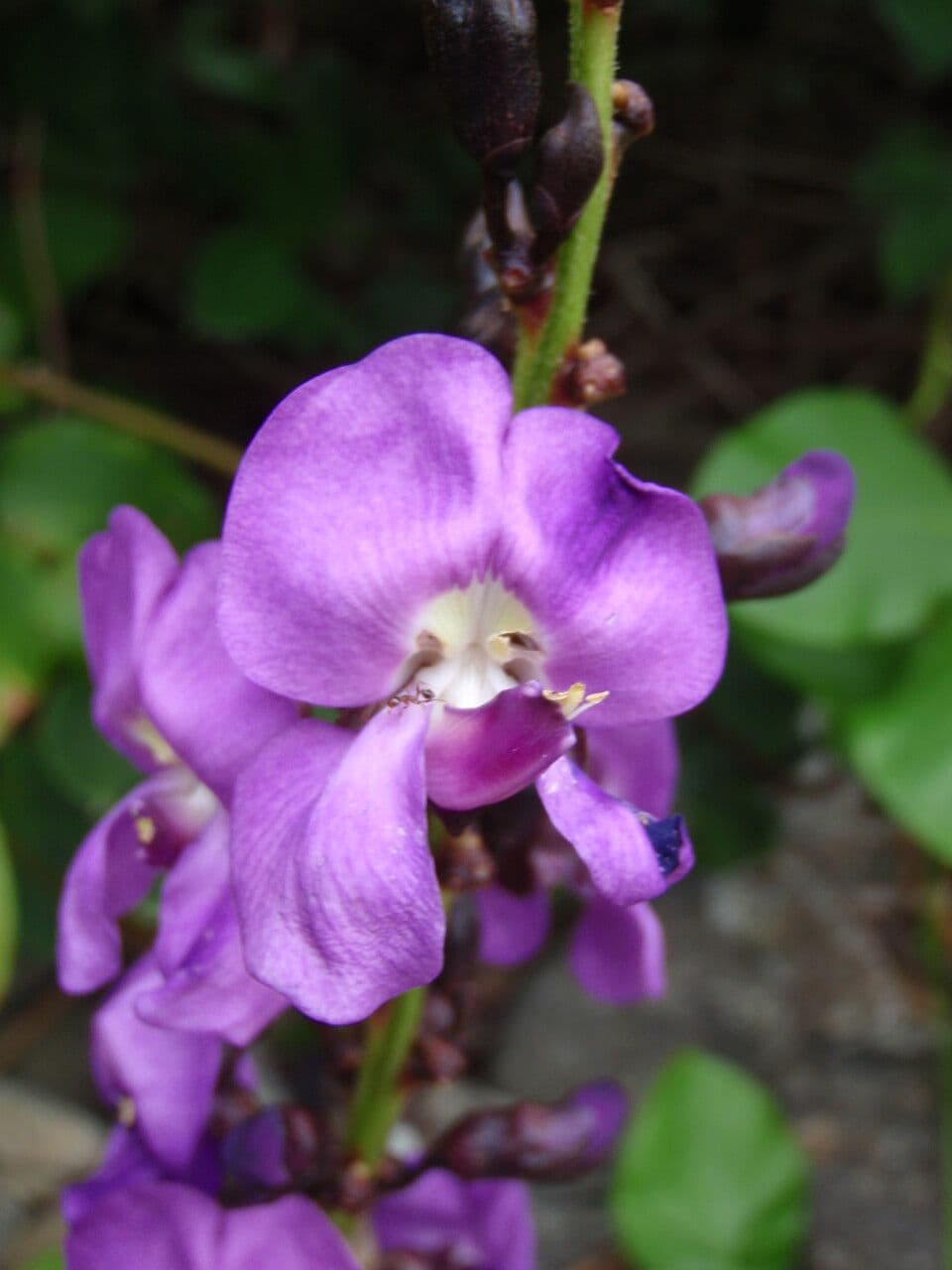 Leptospron adenanthum 3