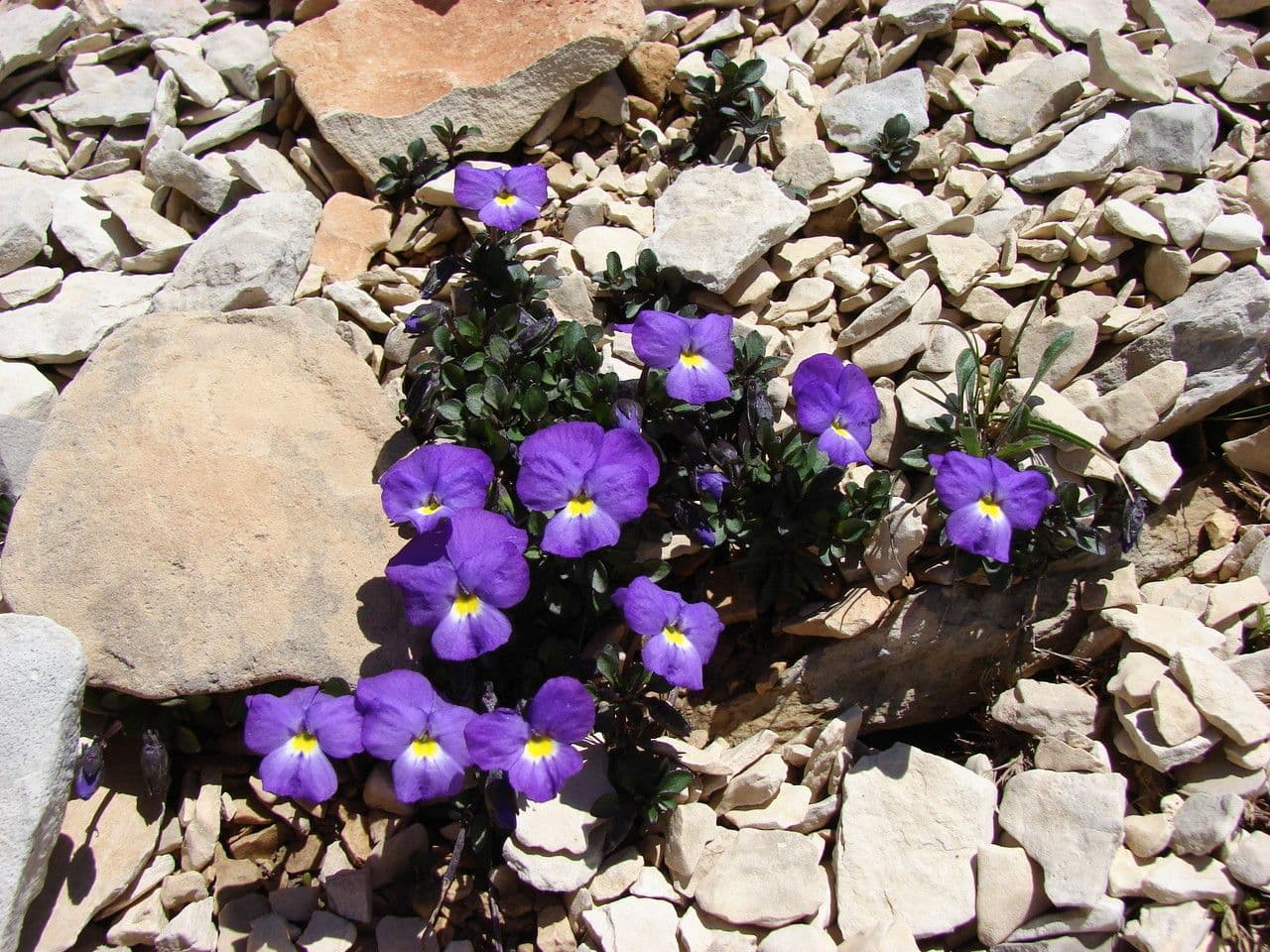 Viola 8